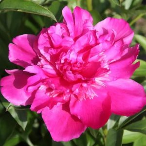 Piwonia 'Bouquet Perfect'