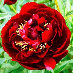 Piwonia 'Buckeye Belle'