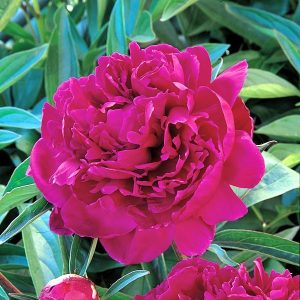 Piwonia 'Karl Rosenfield'