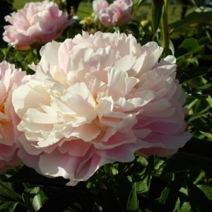 Piwonia 'Katherine Fonteyn'