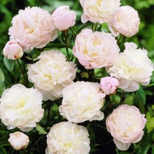 Piwonia 'Shirley Temple'