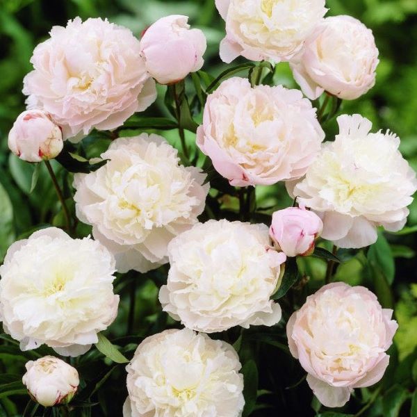 Piwonia 'Shirley Temple'