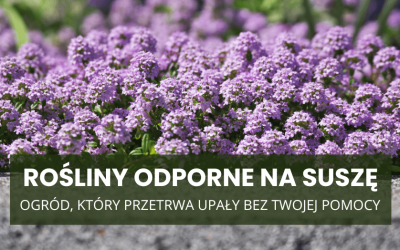 Rośliny odporne na suszę – ogród, który przetrwa upały bez Twojej pomocy