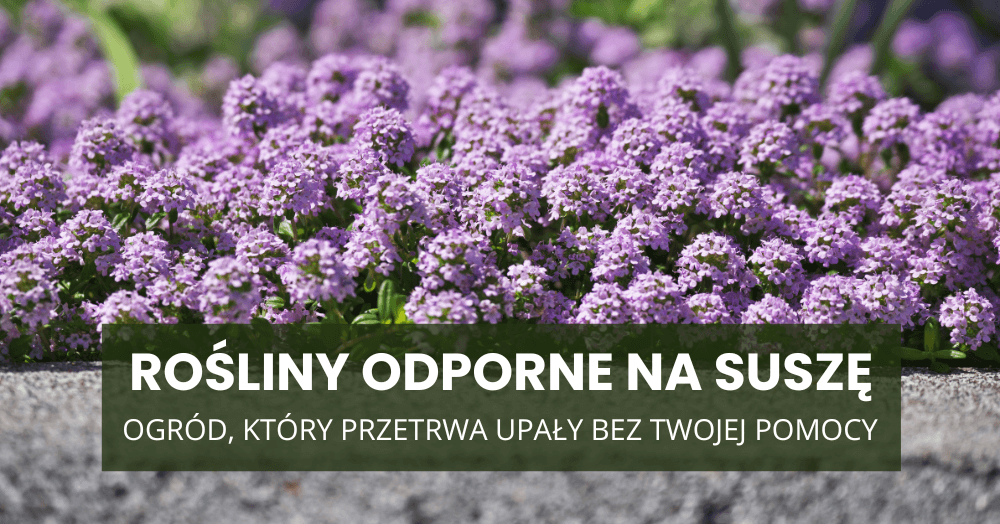 Rośliny odporne na suszę – ogród, który przetrwa upały bez Twojej pomocy
