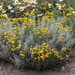 Santolina cyprysikowata