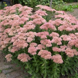 Rozchodnik 'Herbstfreude'