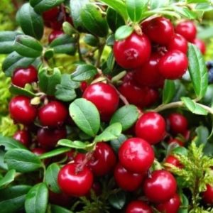 Żurawina wielkoowocowa 'Macro Hoves'