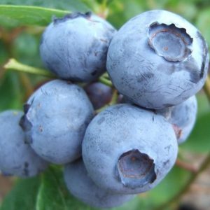 Borówka wysoka 'Toro'