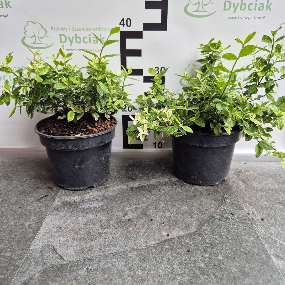 Trzmielina Fortune’a ‘Harlequin’ - obrazek 3