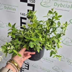 Trzmielina Fortune’a ‘Harlequin’