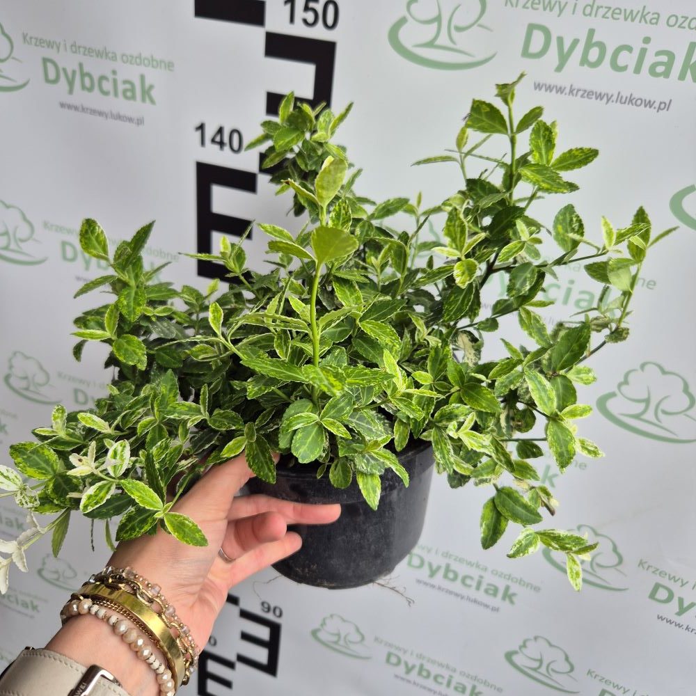 Trzmielina Fortune’a ‘Harlequin’