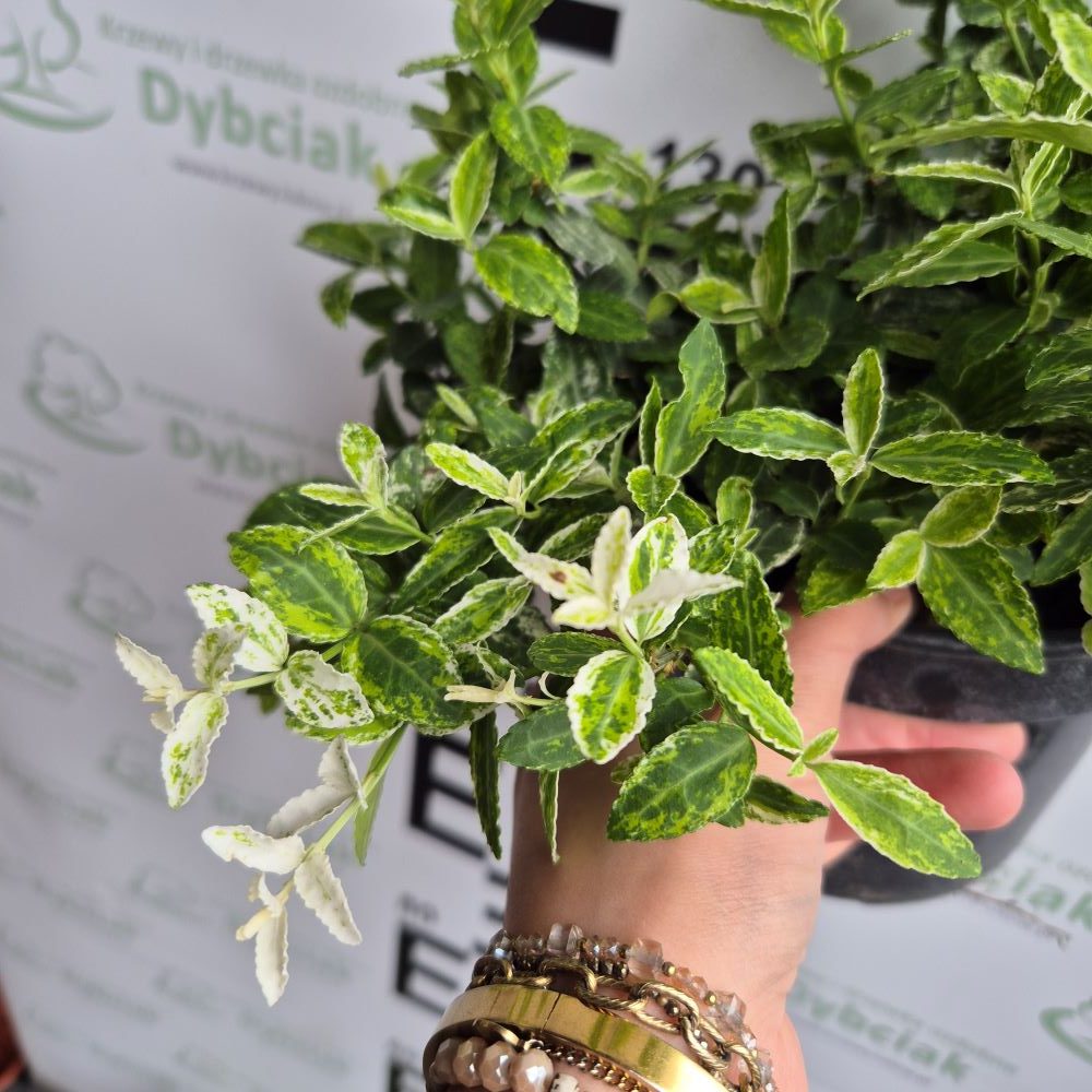 Trzmielina Fortune’a ‘Harlequin’ - obrazek 2