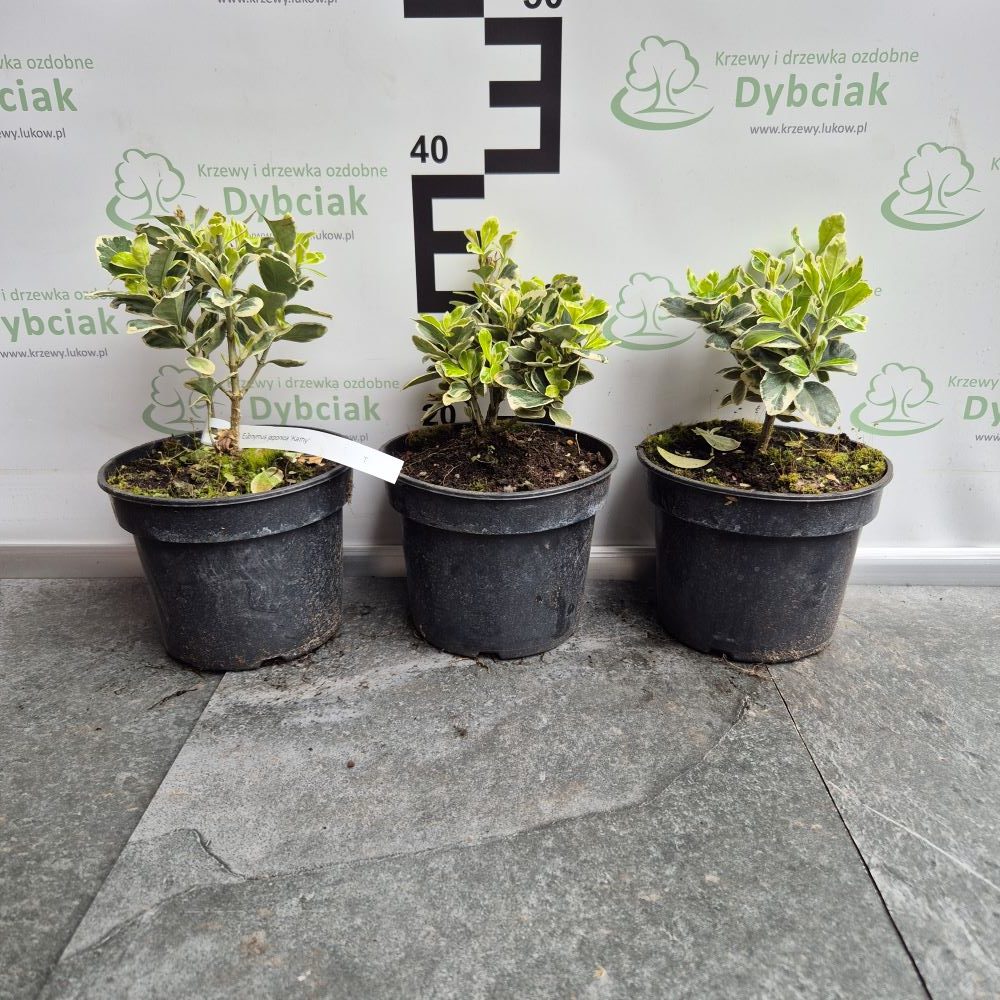 Trzmielina japońska 'Kathy' - obrazek 2