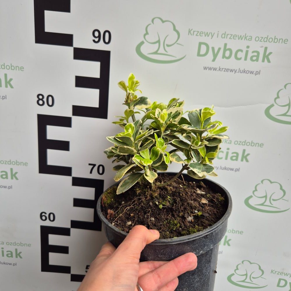 Trzmielina japońska 'Kathy' - obrazek 3