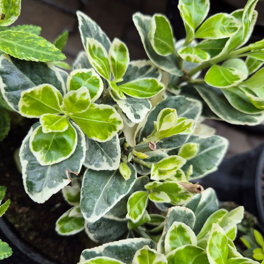 Trzmielina japońska 'Kathy'