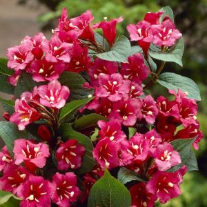 Krzewuszka ‘Bristol Ruby’