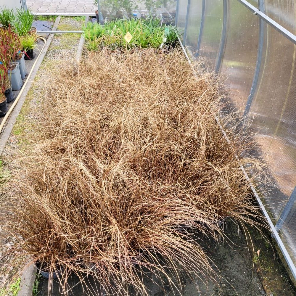 Turzyca 'Milk Chocolate' - obrazek 3