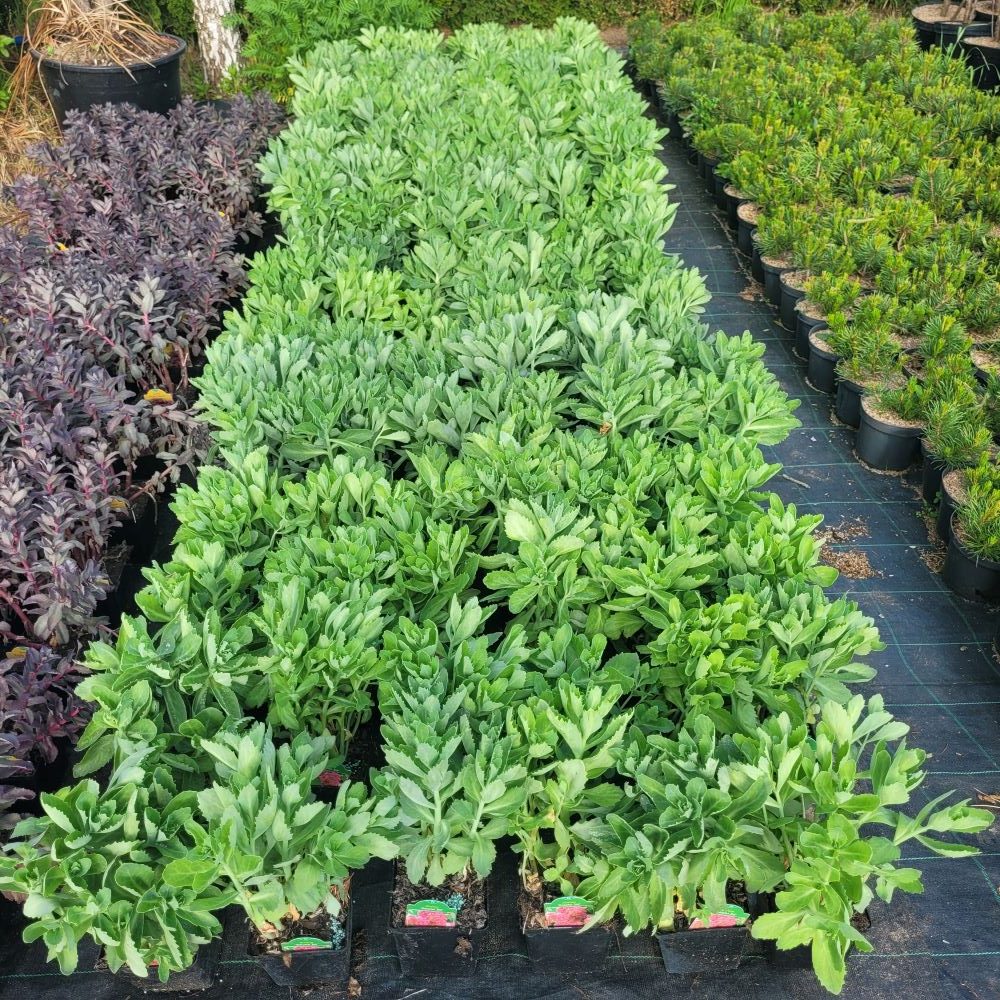 Rozchodnik 'Autumn Joy' - obrazek 2