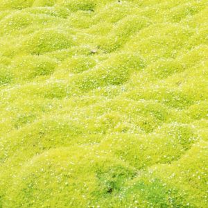 Karmnik ościsty 'Lime Moss'