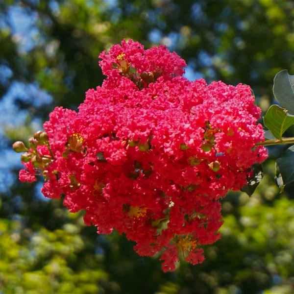 Lagerstroemia indica 'Rouge Soutenu'