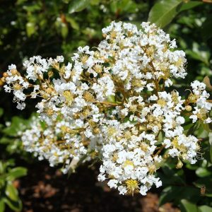 Lagerstroemia 'Sarah's Favorite'