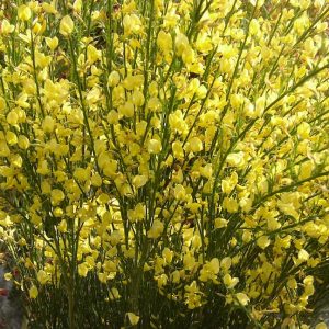 Żarnowiec ‘Luna’