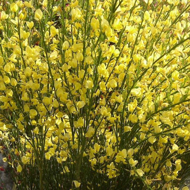 Żarnowiec ‘Luna’