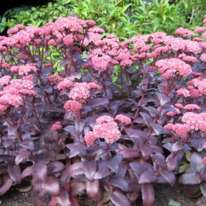 Rozchodnik 'Purple Emperor'