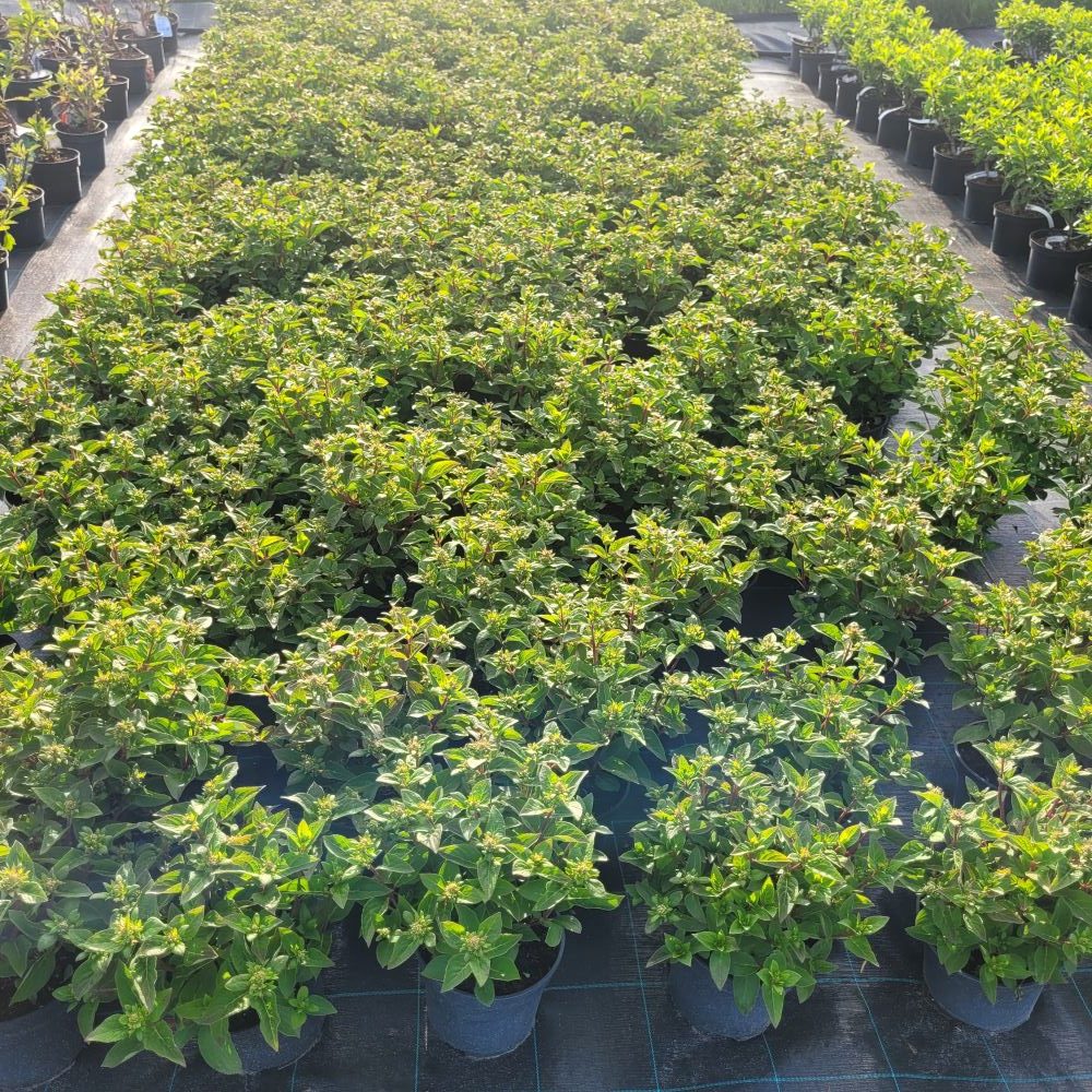 Hortensja bukietowa 'Polestar' - obrazek 3