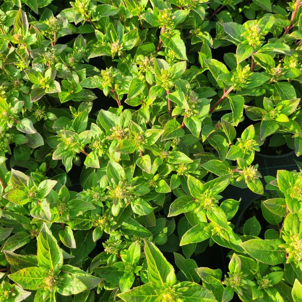 Hortensja bukietowa 'Polestar' - obrazek 2