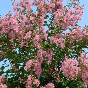 Lagerstroemia 'Rosea'