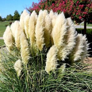 Trawa pampasowa 'WHITE PLUME'