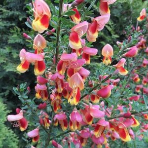 Żarnowiec ‘Goldfinch’