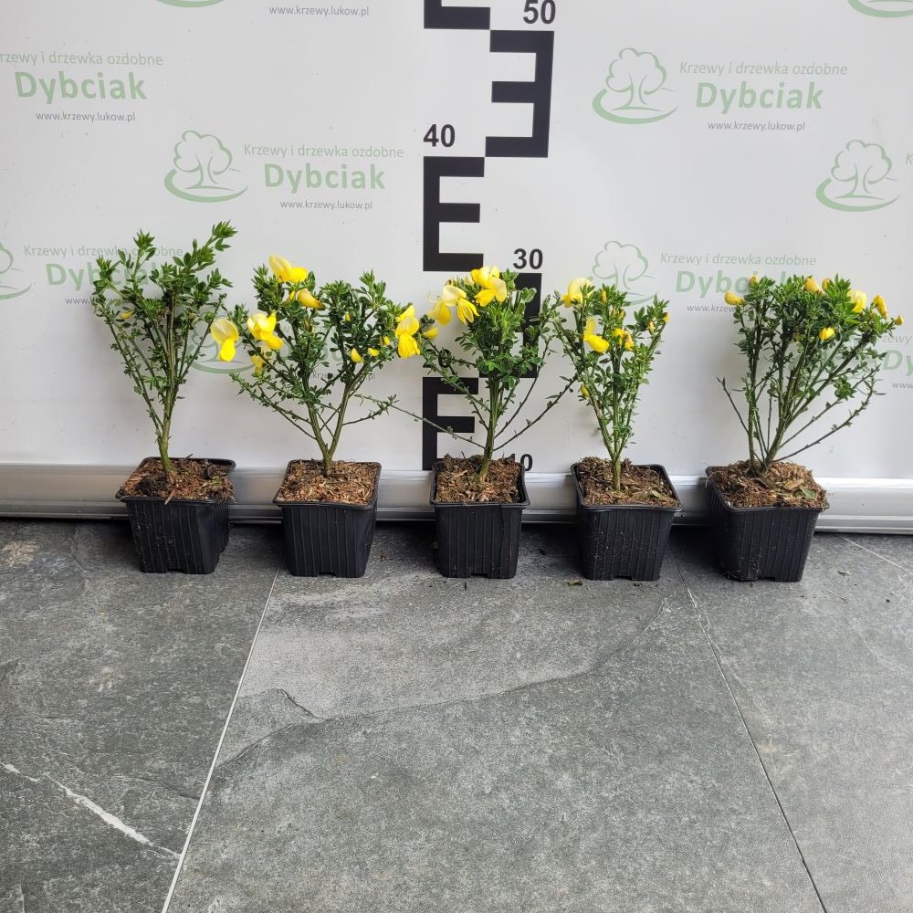 Żarnowiec ‘Luna’ - obrazek 2