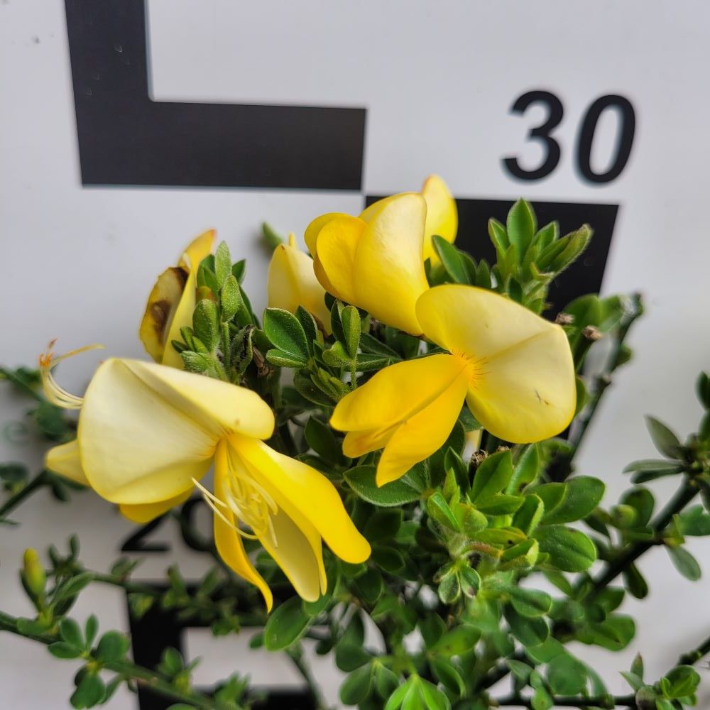 Żarnowiec ‘Luna’ - obrazek 3