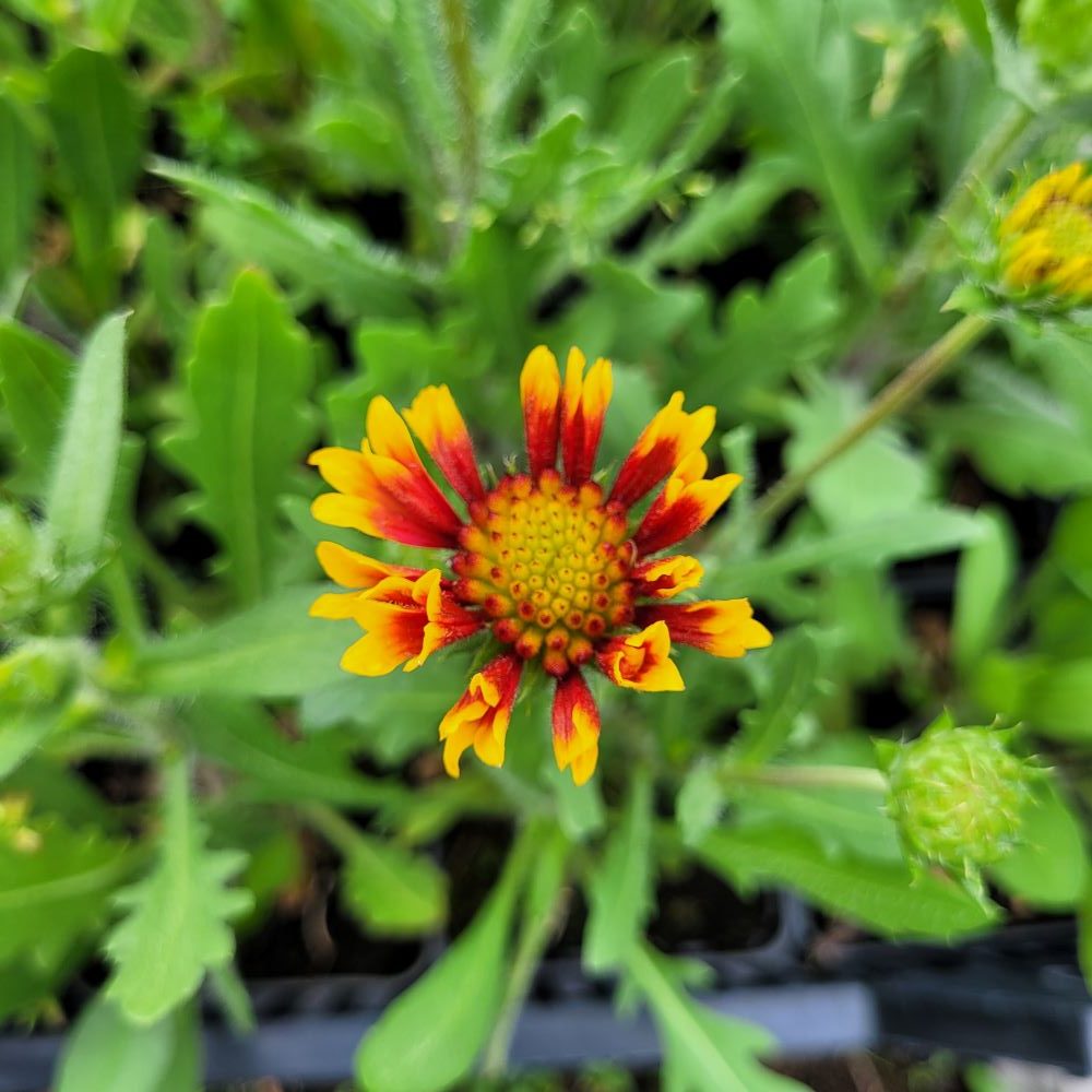 Gailardia ognista 'Kobold' - obrazek 2