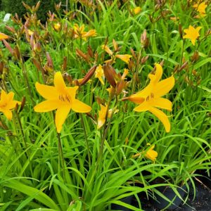 Liliowiec 'Stella De Oro'