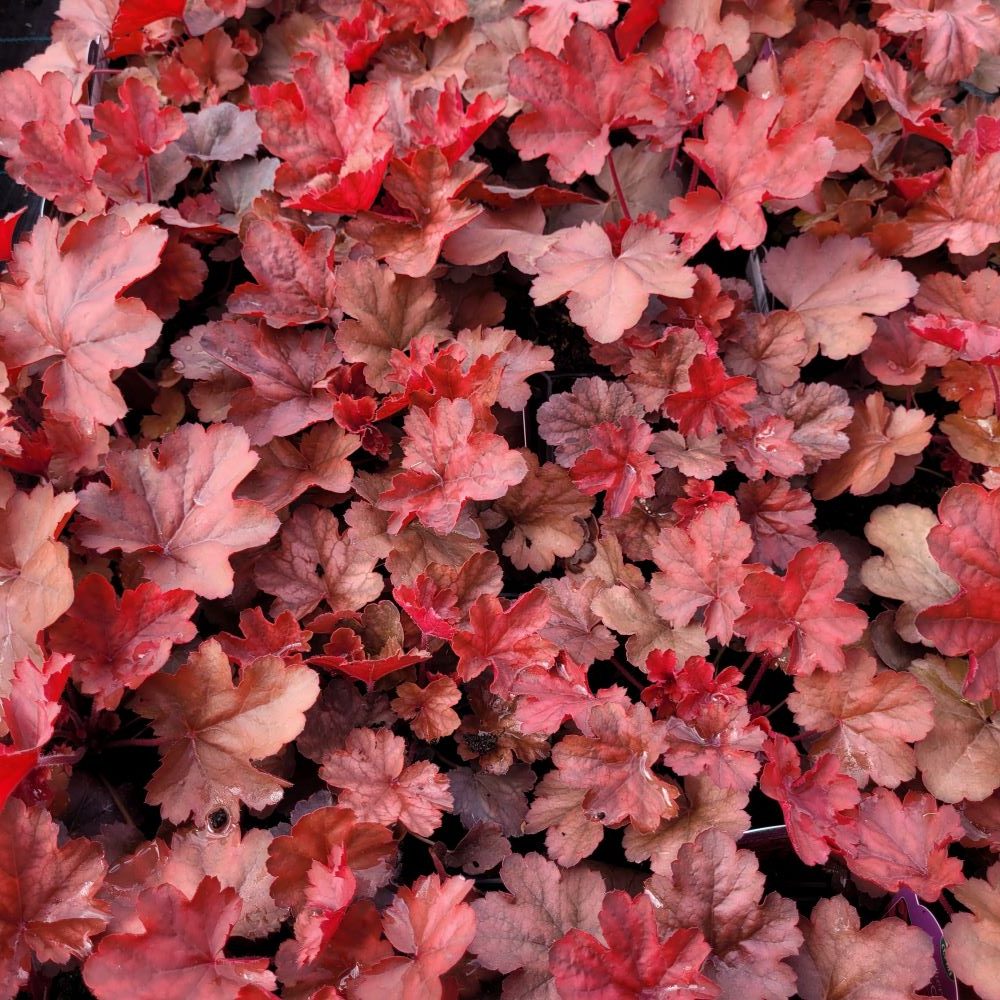 Żurawka 'Cherry Cola'