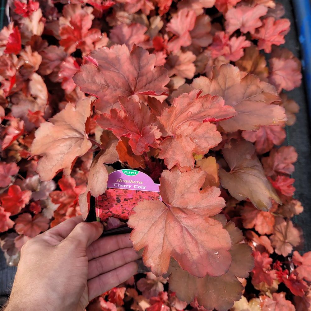 Żurawka 'Cherry Cola' - obrazek 3