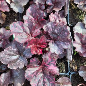 Żurawka 'Midnight Rose'