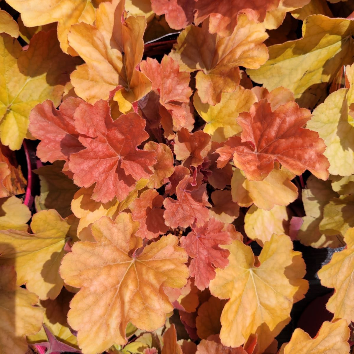 Żurawka 'Northern Exposure Amber'