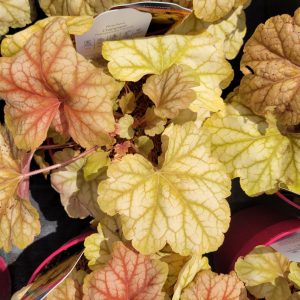 Żurawka 'Champagne'