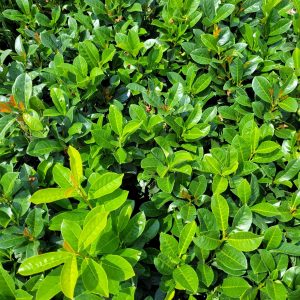 Laurowiśnia Wschodnia 'Etna'