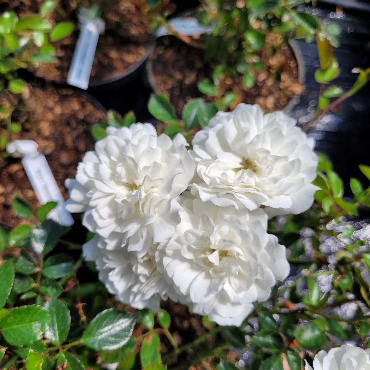 Róża 'Snowfield'- biała pnąca