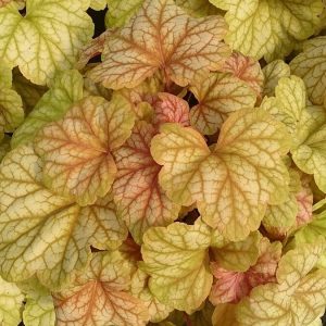 Żurawka 'Champagne' Heuchera 'Champagne'