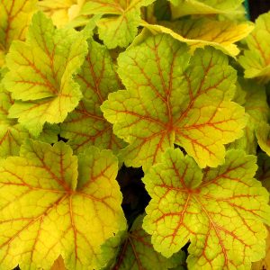 Żurawka 'Electra' Heuchera 'Electra'
