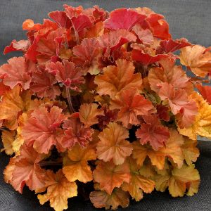 Żurawka 'Northern Exposure Amber’ Heuchera