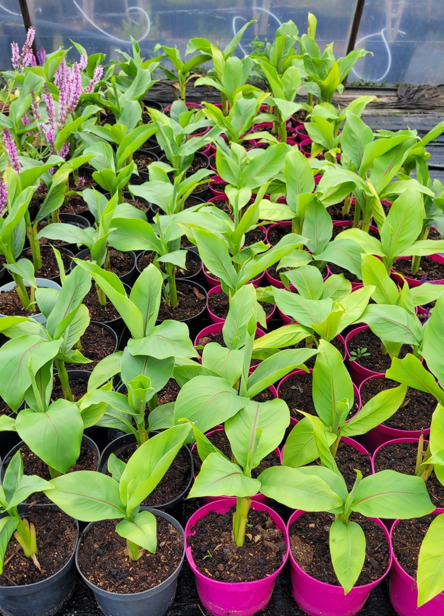 Bananowiec - Musa basjoo - obrazek 3