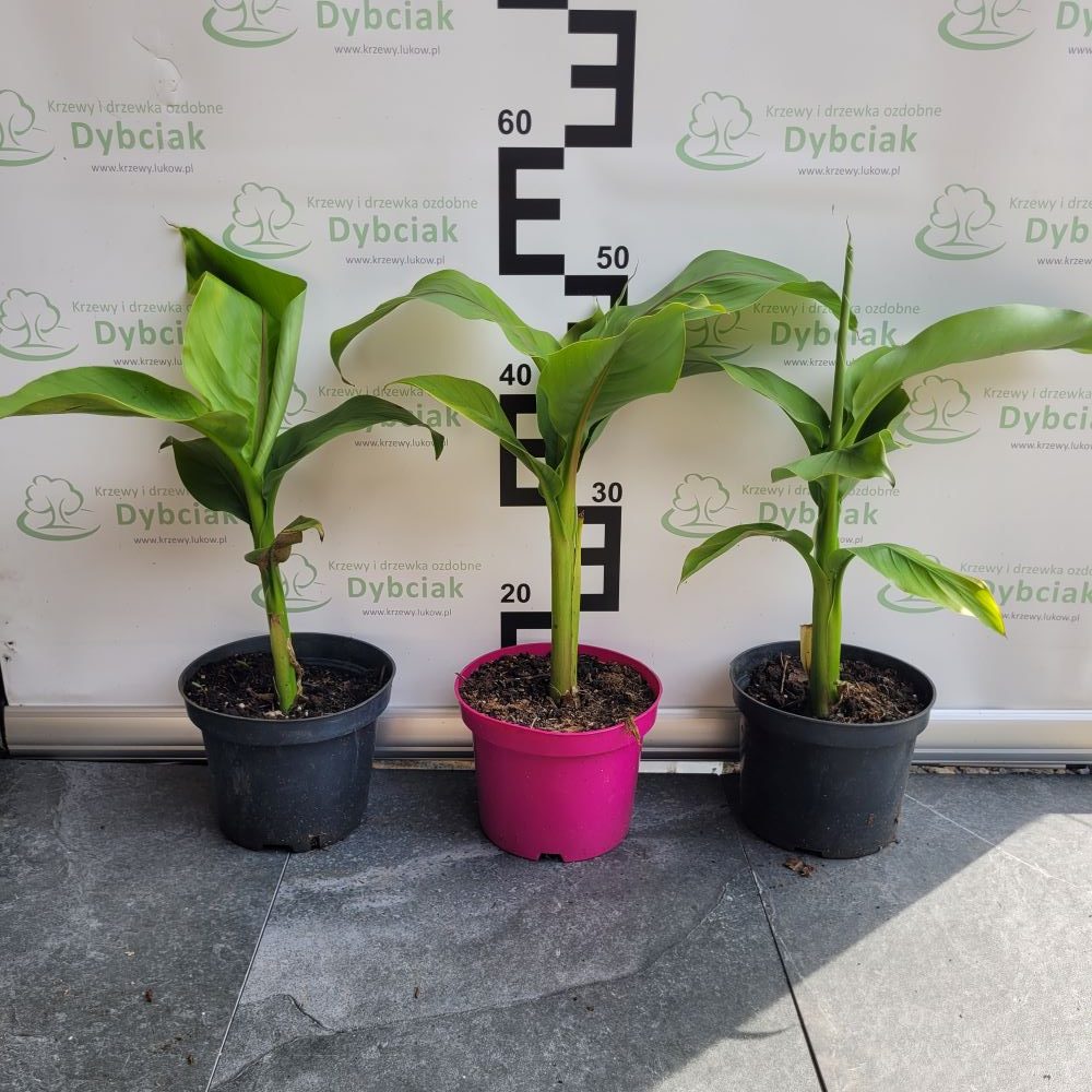 Bananowiec - Musa basjoo - obrazek 2