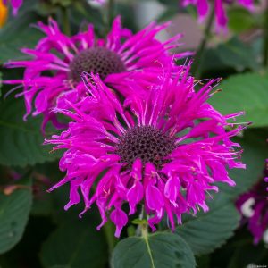 Pysznogłówka 'Bee Free'